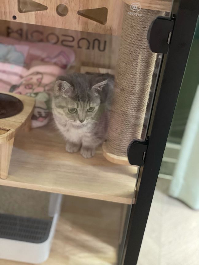 猫图片|宠物猫|猫咪|