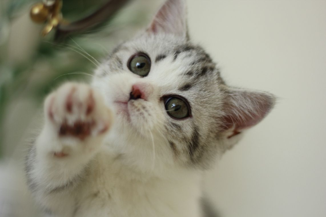 猫图片|宠物猫|猫咪|