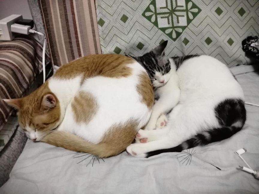 猫图片|宠物猫|猫咪|