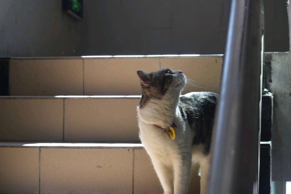 猫图片|宠物猫|猫咪|