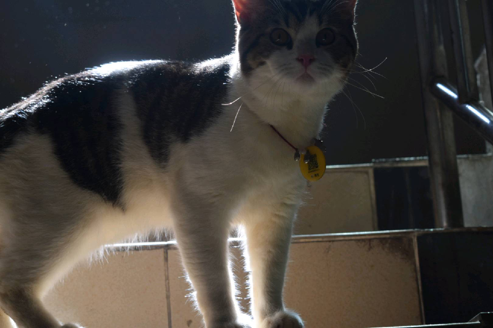 猫图片|宠物猫|猫咪|