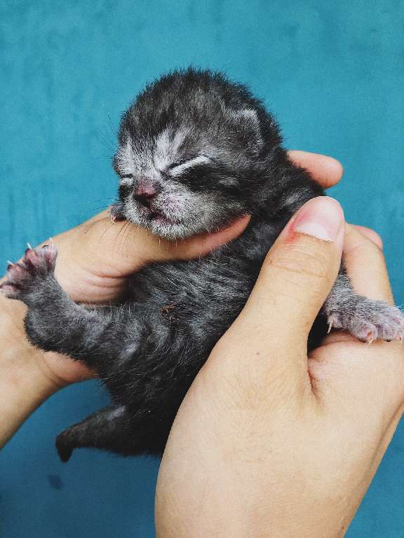 猫图片|宠物猫|猫咪|