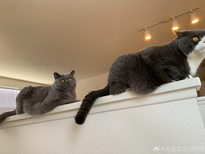 猫图片|宠物猫|猫咪|