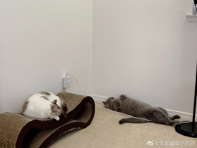 猫图片|宠物猫|猫咪|