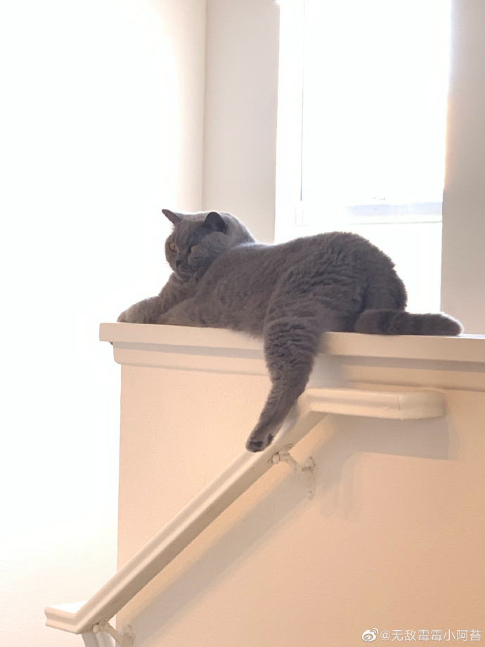 猫图片|宠物猫|猫咪|