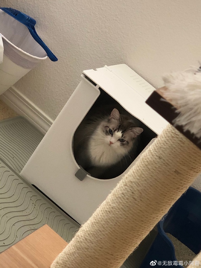 猫图片|宠物猫|猫咪|