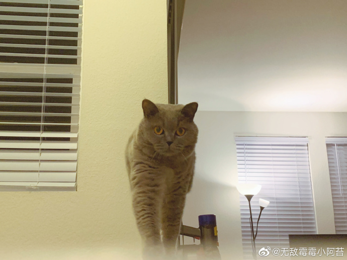 猫图片|宠物猫|猫咪|