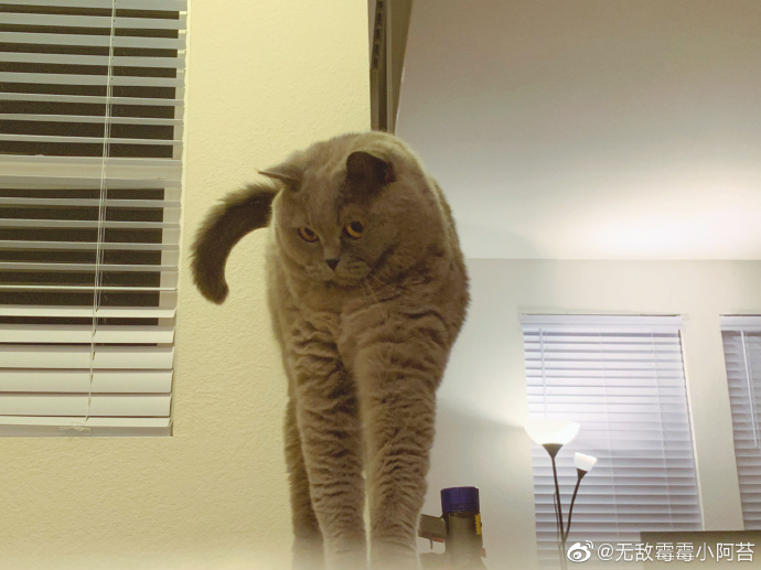 猫图片|宠物猫|猫咪|