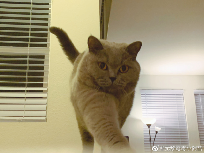 猫图片|宠物猫|猫咪|