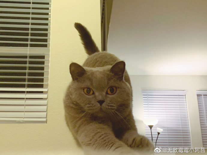 猫图片|宠物猫|猫咪|