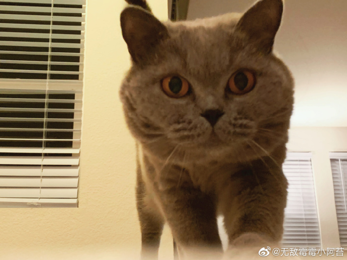 猫图片|宠物猫|猫咪|