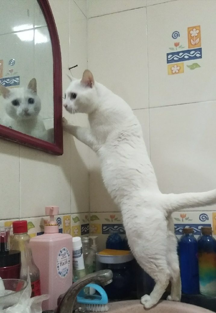 猫图片|宠物猫|猫咪|