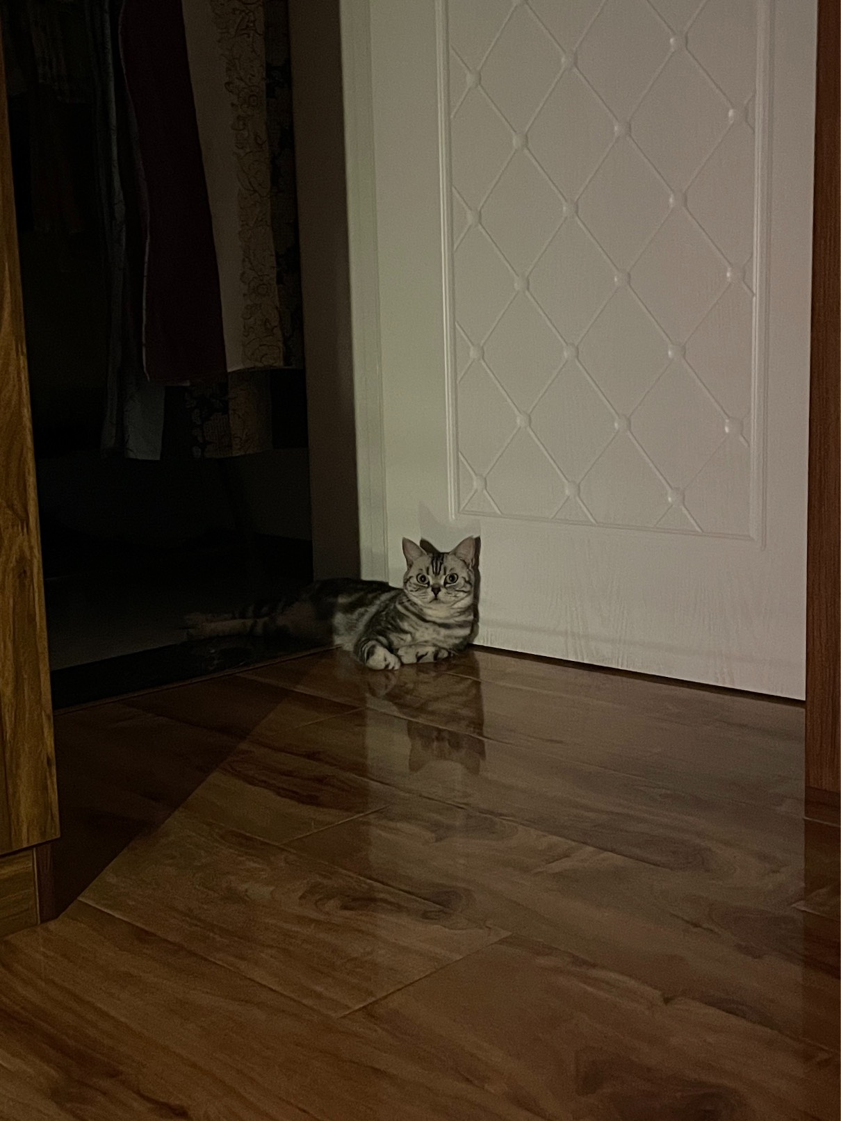 猫图片|宠物猫|猫咪|