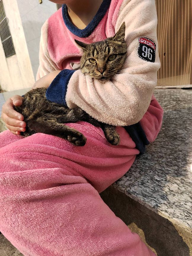 猫图片|宠物猫|猫咪|