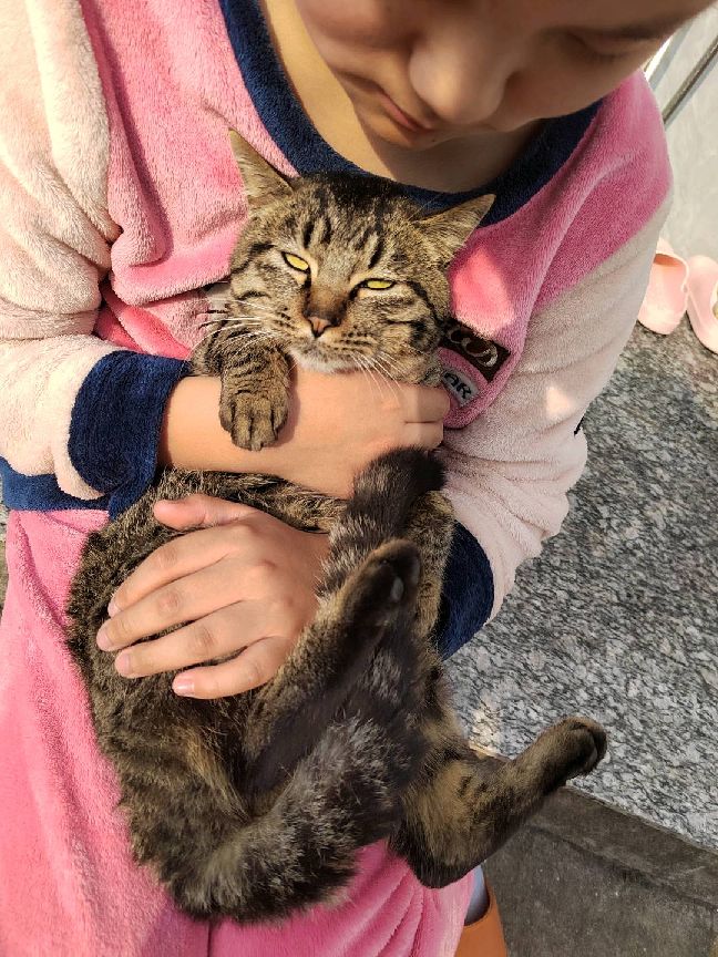 猫图片|宠物猫|猫咪|