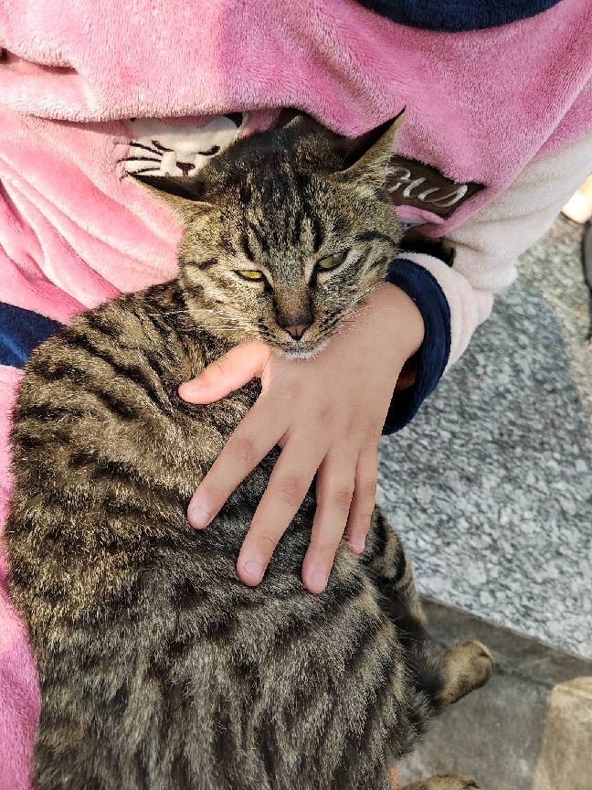 猫图片|宠物猫|猫咪|