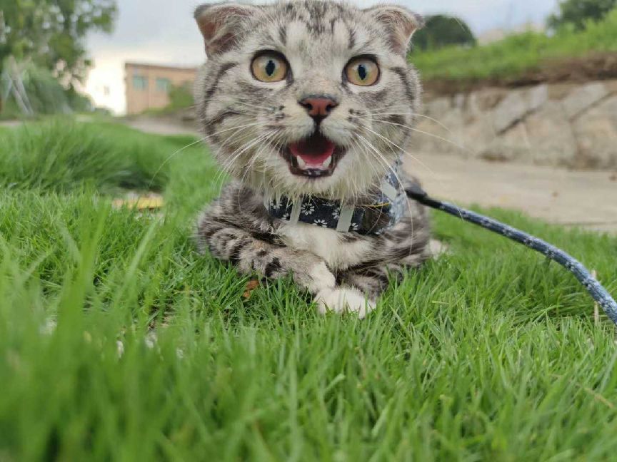 猫图片|宠物猫|猫咪|