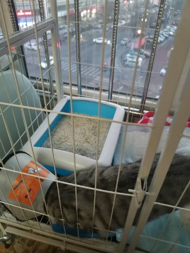 猫图片|宠物猫|猫咪|