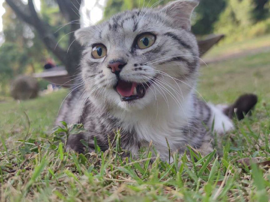 猫图片|宠物猫|猫咪|