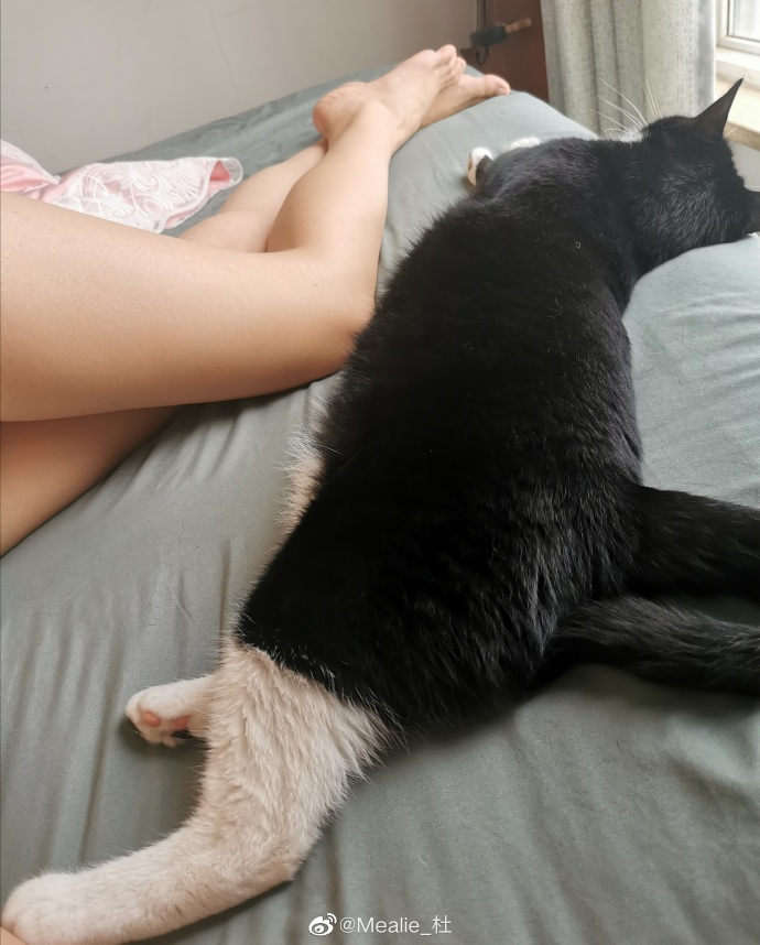 猫图片|宠物猫|猫咪|