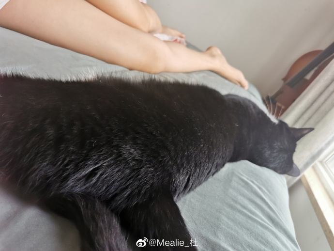 猫图片|宠物猫|猫咪|