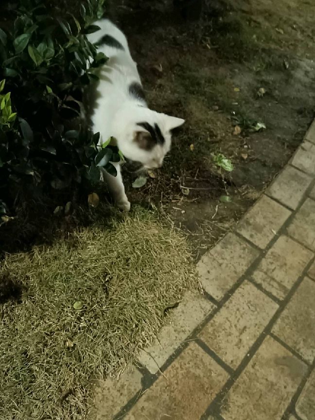 猫图片|宠物猫|猫咪|