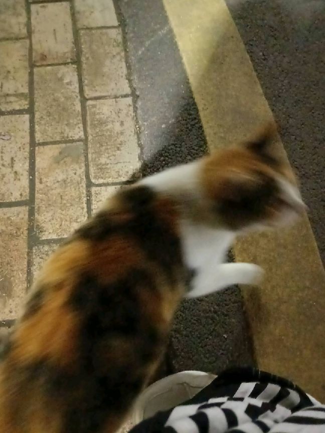 猫图片|宠物猫|猫咪|