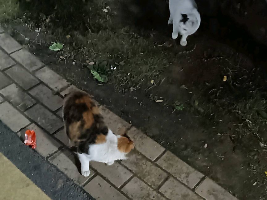 猫图片|宠物猫|猫咪|