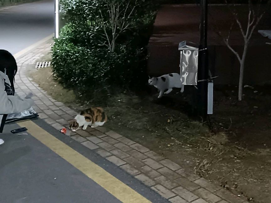 猫图片|宠物猫|猫咪|