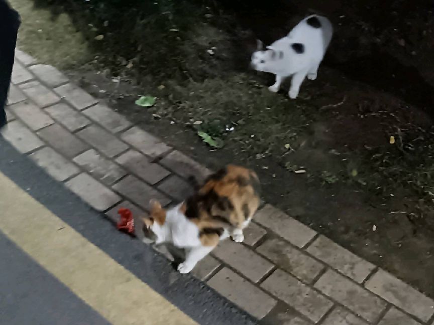 猫图片|宠物猫|猫咪|