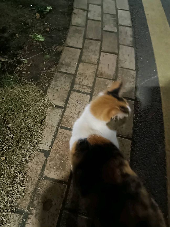 猫图片|宠物猫|猫咪|