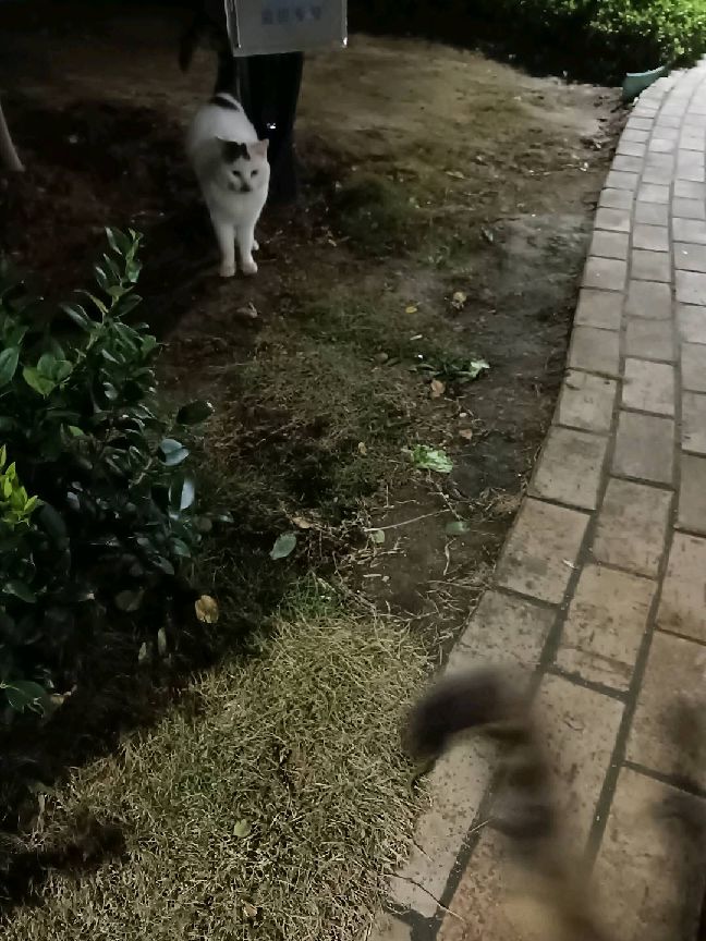 猫图片|宠物猫|猫咪|