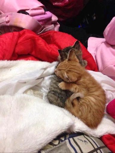 猫图片|宠物猫|猫咪|