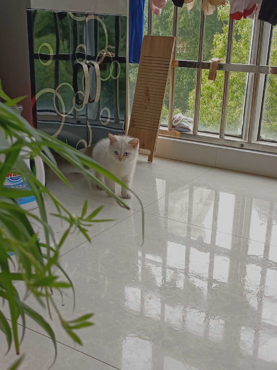 猫图片|宠物猫|猫咪|