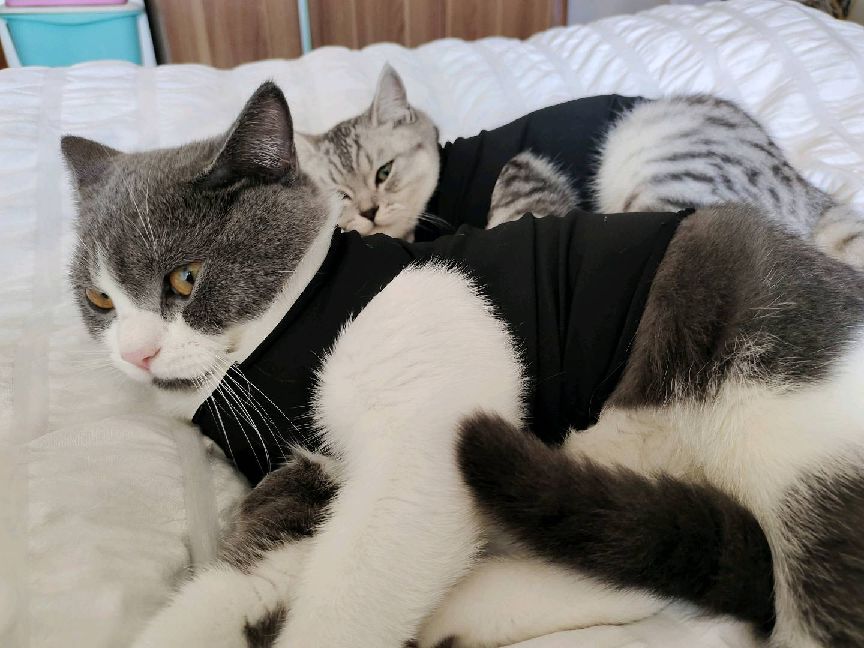 猫图片|宠物猫|猫咪|