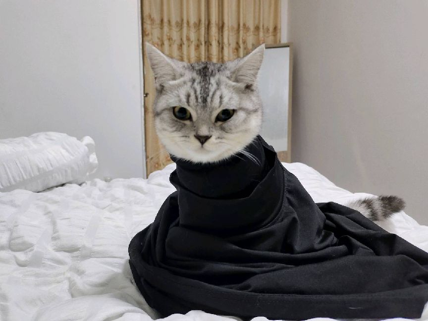 猫图片|宠物猫|猫咪|