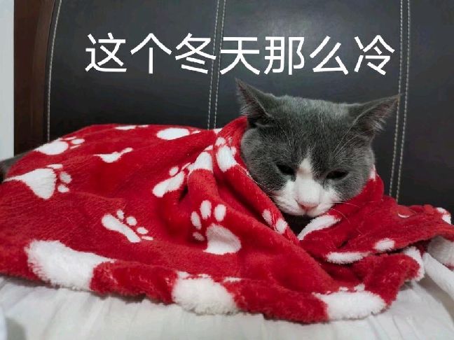 猫图片|宠物猫|猫咪|