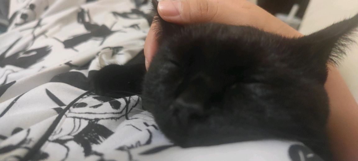 猫图片|宠物猫|猫咪|