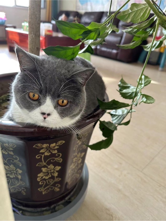 猫图片|宠物猫|猫咪|