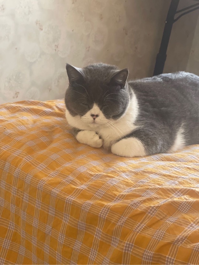 猫图片|宠物猫|猫咪|