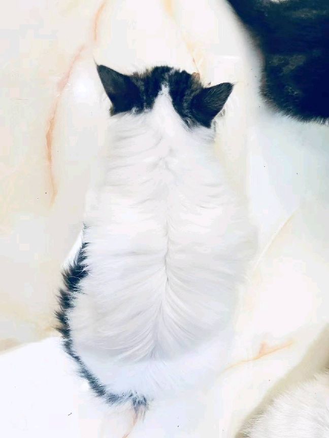 猫图片|宠物猫|猫咪|