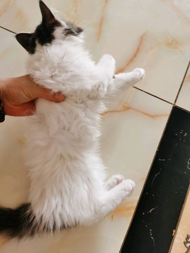 猫图片|宠物猫|猫咪|