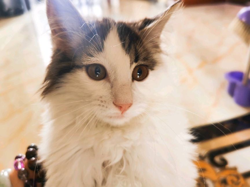 猫图片|宠物猫|猫咪|