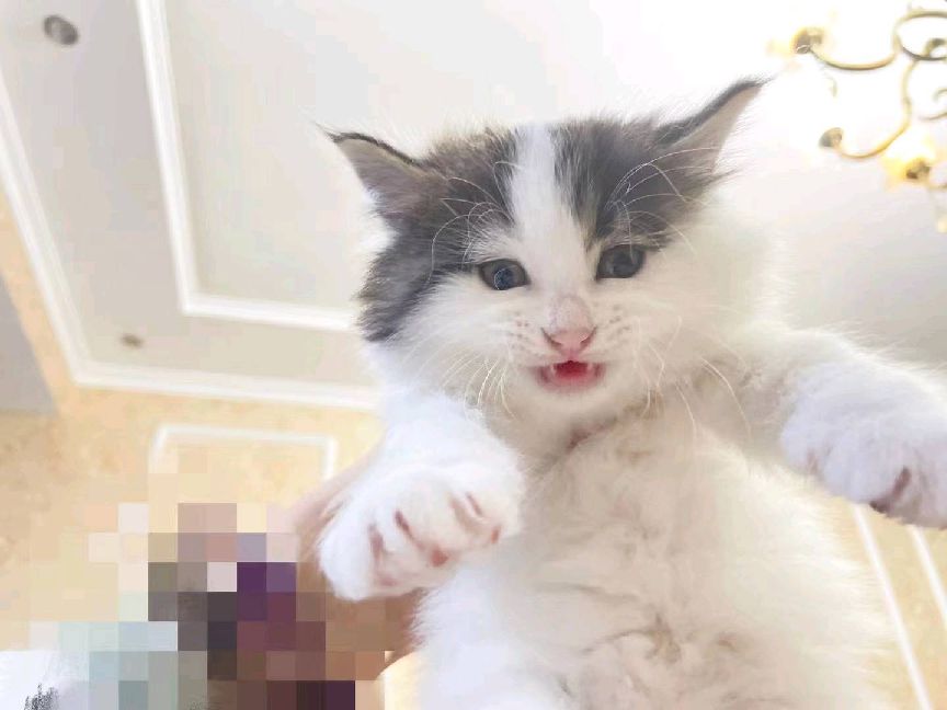 猫图片|宠物猫|猫咪|