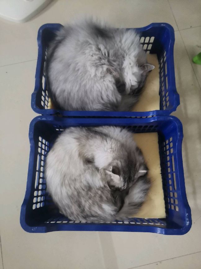 猫图片|宠物猫|猫咪|