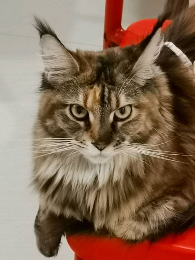 猫图片|宠物猫|猫咪|