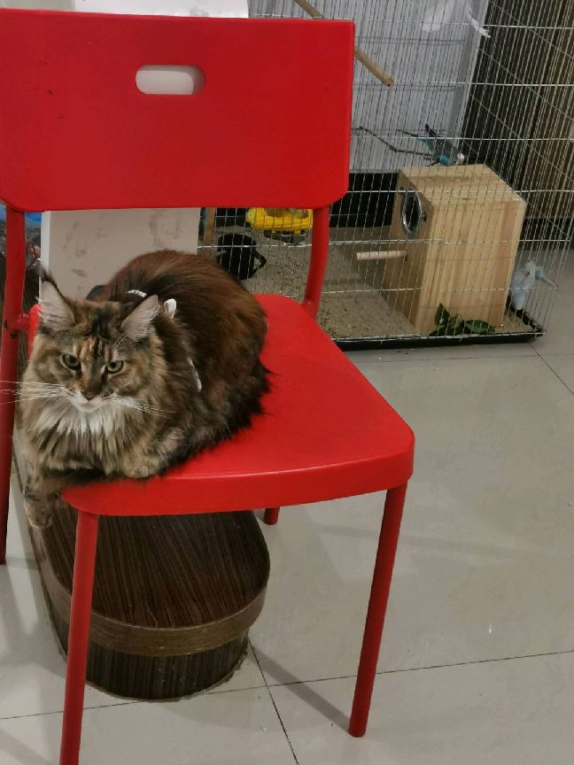 猫图片|宠物猫|猫咪|