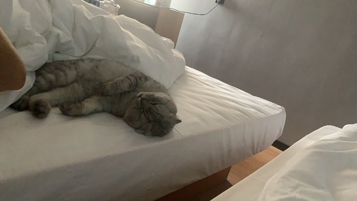 猫图片|宠物猫|猫咪|