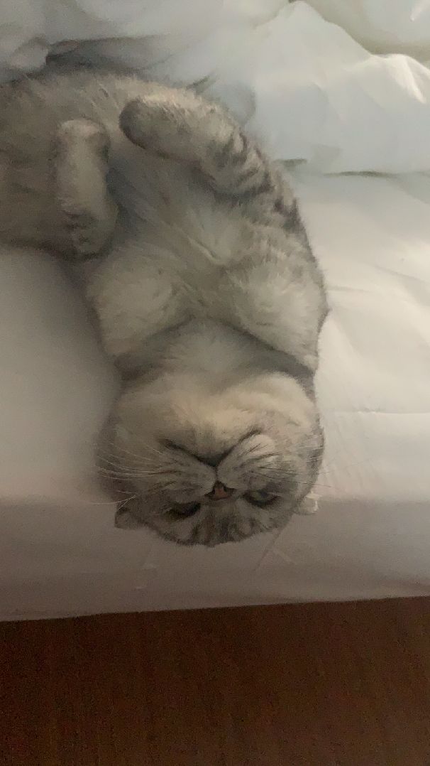 猫图片|宠物猫|猫咪|