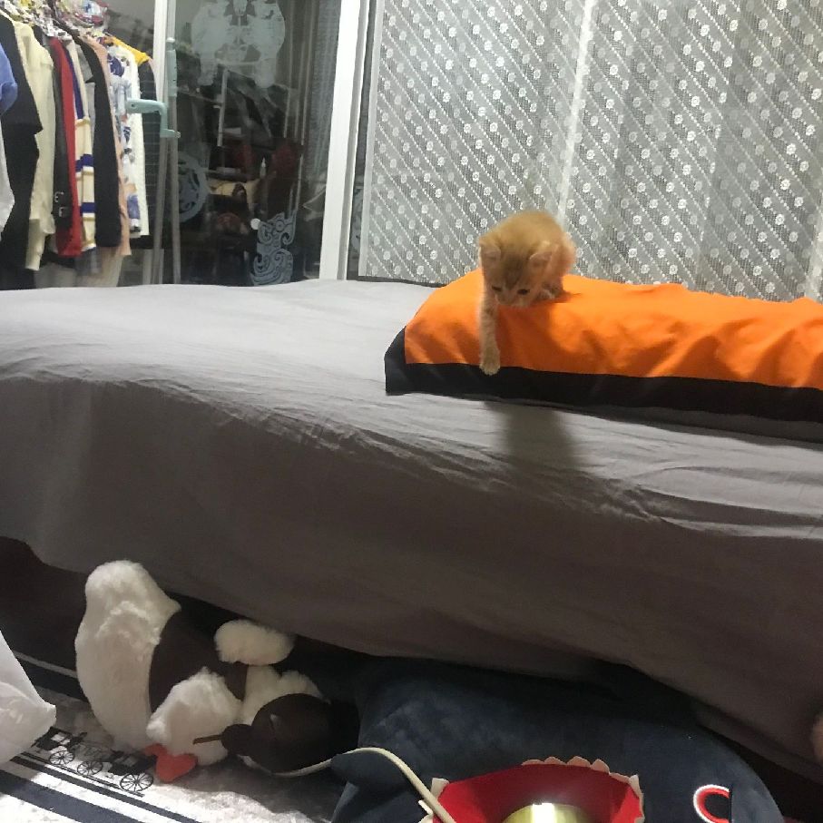 猫图片|宠物猫|猫咪|